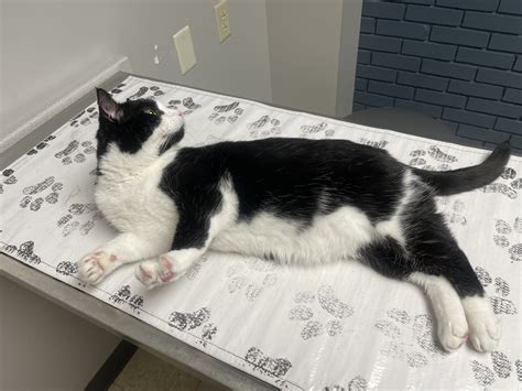 Webster Groves Animal Hospital: an Old Orchard landmark that does it ...