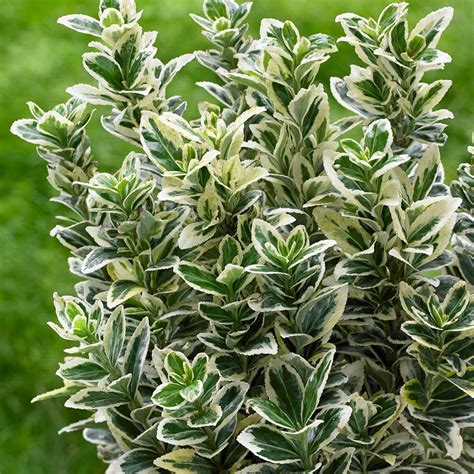 Buy Japanese euonymus Euonymus japonicus 'White Spire (PBR)': Delivery ...