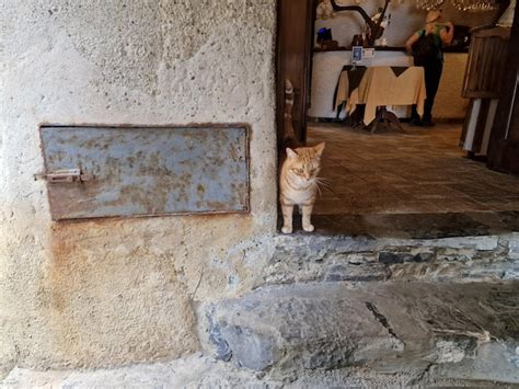 Cat outside san fruttuoso tavern | Premium Photo