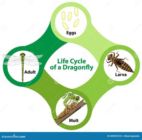 Dragonfly Life Cycle Metamorphosis Vector Illustration | CartoonDealer ...