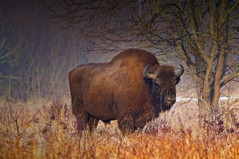 Wildlife watching in Poland - Wild Poland