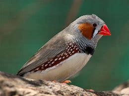 Image result for Finch