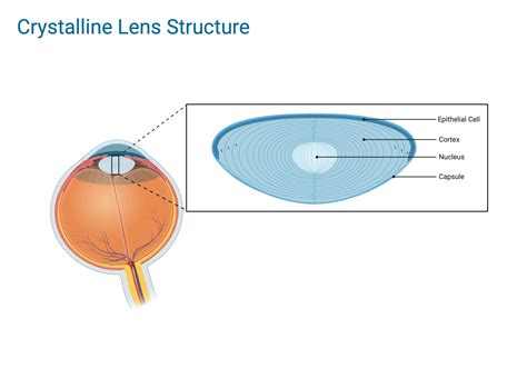 Eye Crystalline Lens Structure | BioRender Science Templates