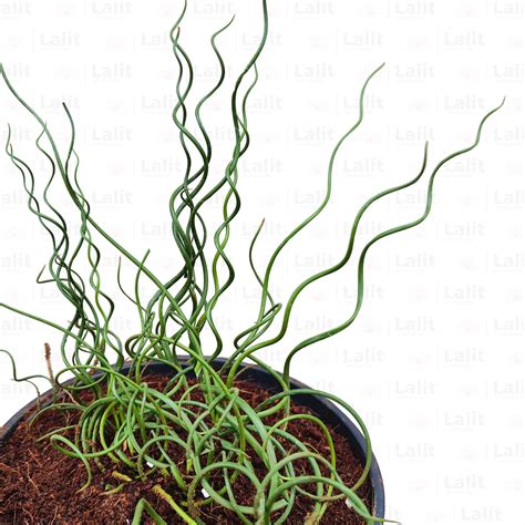 Juncus Effusus ‘Spiralis' (Corkscrew Rush) - Plant – Lalit Enterprise
