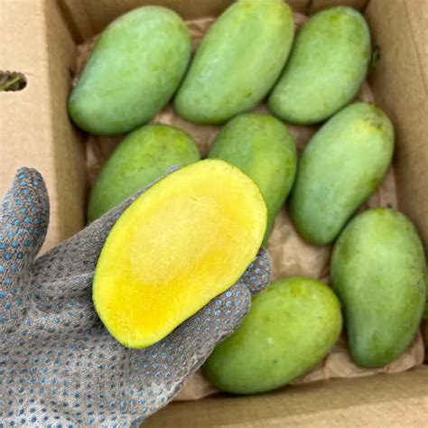 Okrung Mango Grow Guide - Tropical Tree Guide