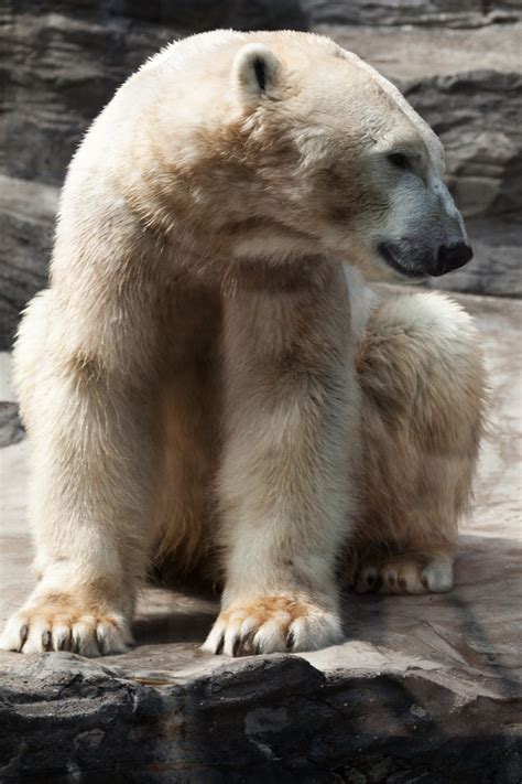 Image result for Programme Operating Model