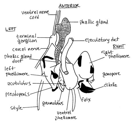 Cockroach Respiratory System 的图像结果