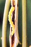 TNAU Agritech Portal :: Crop Protection