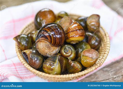 Apple Snail Freshwater Snail River from Nature Field for Food Cooked ...