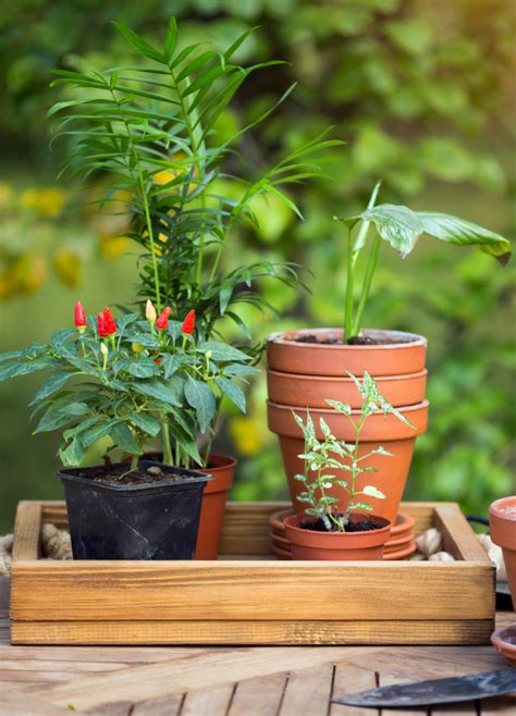 Hanging Planters, Baskets, Door Mats & More | Coir Garden