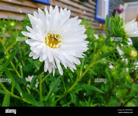 White flower yellow middle hi-res stock photography and images - Alamy