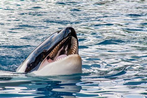 Killer Whales Are Such Predators They Even Hunt Moose...Yes, Moose - A-Z Animals