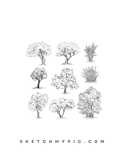 Sketching Tree Limbs 的图像结果