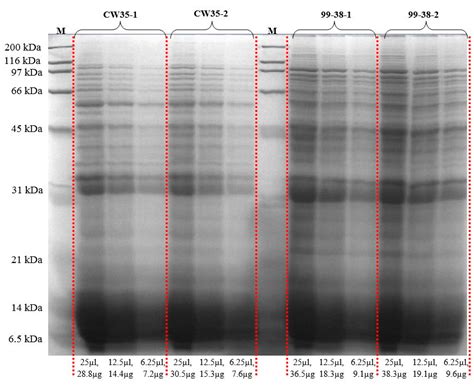 Comparison of Surface Proteomes of Adherence Variants of Listeria ...