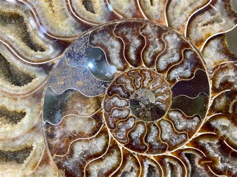 Image result for Round Shell Fossil