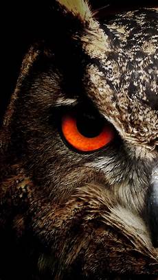 Owl Phone Wallpapers by Owl Hd Wallpaper For Your Mobile Phone Owl Phone Wallpapers