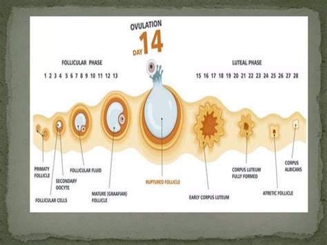 Conception Process Step by Step 的图像结果