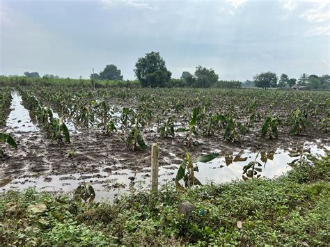 Floods in Narmada river washed away both agriculture and crops, damage ...