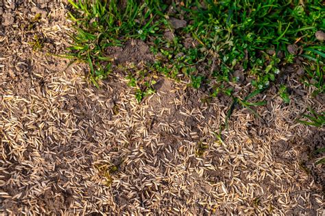 Tips for Planting Grass Seed in Fall | The Family Handyman