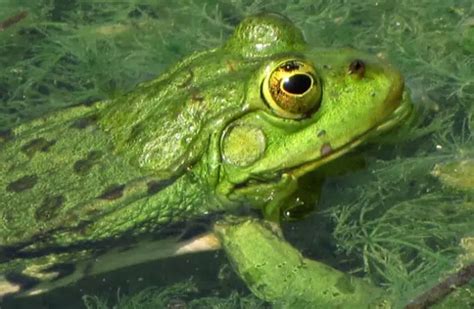 Image result for Tree Frog Catching