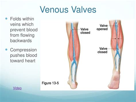 Venous Valves Normal Anatomy at Angeline Barron blog