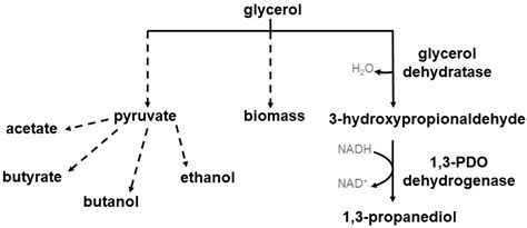 Heterologous 1,3-Propanediol Production Using Different Recombinant ...