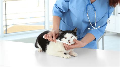 Veterinarian Dentistry In Silver Spring, MD 20904 | Fairland Animal ...