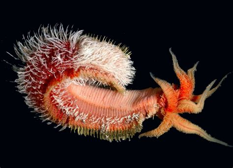 Meet the Fascinating Pompeii Worm