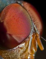 Image result for Flies Eyes Up Close