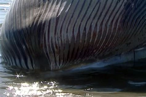 Image result for Sperm Whale Exploding