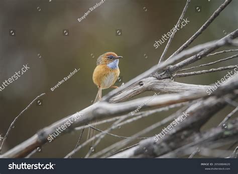 32 Bird Southern Emu Wren Images, Stock Photos & Vectors | Shutterstock