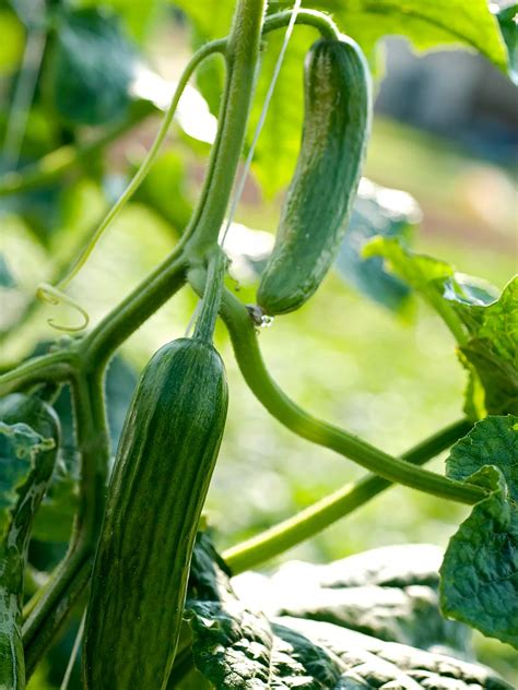 10 Okra Companion Plants for a Bountiful Harvest