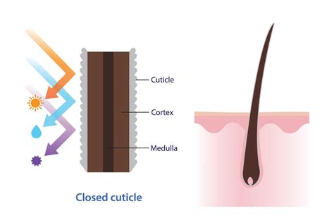 Cross section of closed hair cuticle illustration. Structure of healthy ...