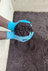 ICAR-DPR and ICAR-CRIDA developed Poultry Litter Compost and ...