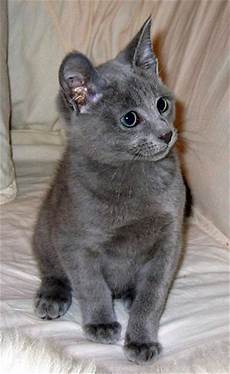blue cats cats and kittens russian blue blue cats cats and kittens russian blue
