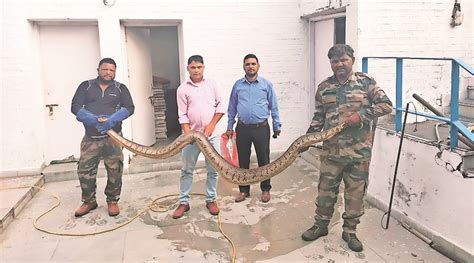 Image result for Python Snake in India