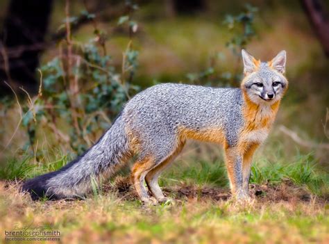 Grey Fox - Female (Urocyon cinereoargenteus) - Johnson City, Tx https ...