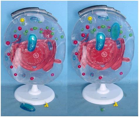 Buy Microstructural Cell Model - Biology Teaching Model Cell ...