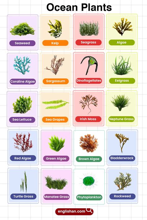 Ocean Plants Names with Pictures – Complete List in English in 2025 ...
