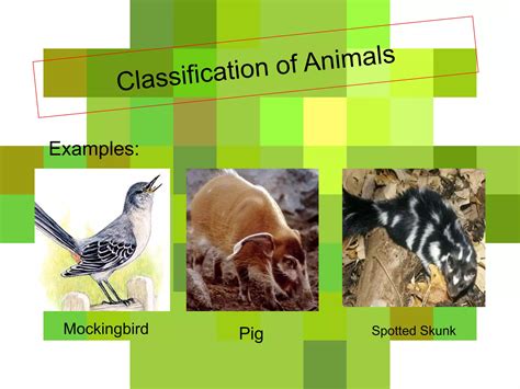 Why Is Classification of Animals Needed 的图像结果