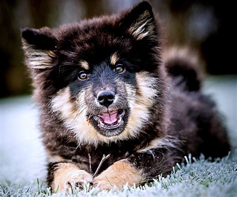 Image result for Dogs Programmes