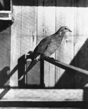 Animals hunted to extinction for their feathers and fur