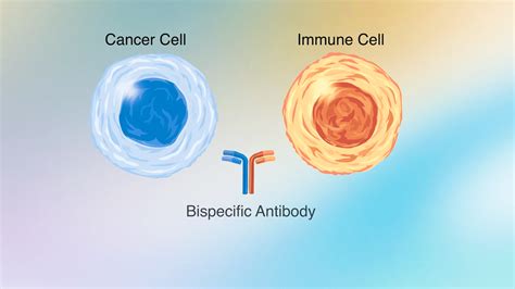 Bispecific Antibody Therapy for Lymphoma: What You Need to Know | Dana-Farber Cancer Institute