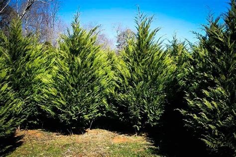 Murray Cypress Tree - 5 Live Quart Size Trees - Cupressus x Leylandii ...