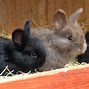 Image result for Angora Bunnies
