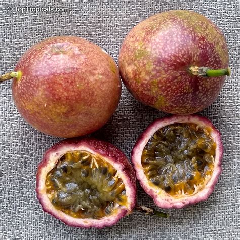 Passiflora edulis (Passion Fruit) | Top Tropicals Plant Encyclopedia