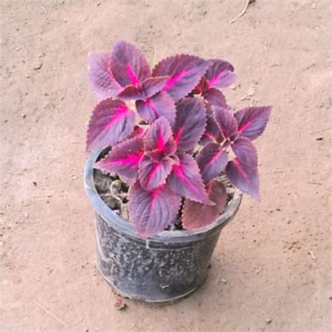 Colous Red plant in 4 inch pot – Plantncr