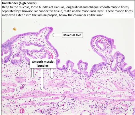 Image result for Normal Gallbladder Function