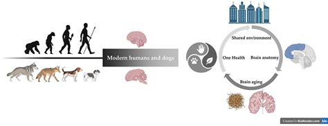 One Health, Two Species: Linking Domestication to Cognitive Aging in ...