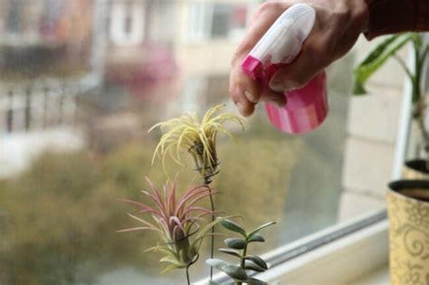 Air Plant Care 101 的图像结果